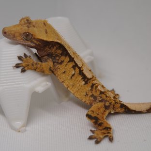 노멀 트라이 익스트림할리퀸