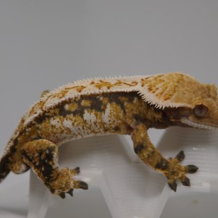 노멀 트라이 풀핀