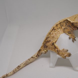 노멀 트라이 익스트림할리퀸