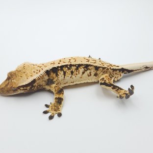 노멀 트라이 풀핀 화이트스팟