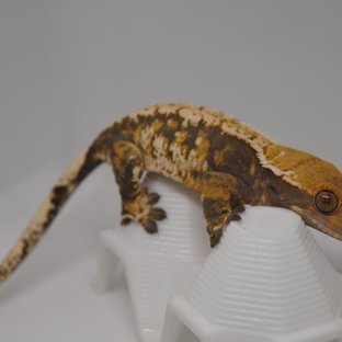 노멀 트라이 익스트림할리퀸