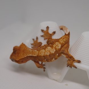 노멀 트라이 익스트림할리퀸 텐저린