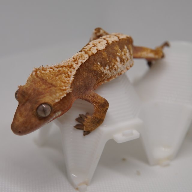 노멀 트라이 익스트림할리퀸