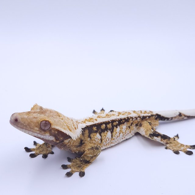 노멀 트라이 풀핀 화이트스팟 드리피 쿼드