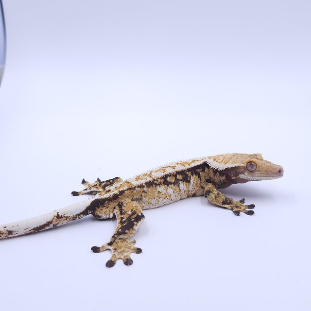 노멀 트라이 풀핀 화이트스팟 드리피 쿼드