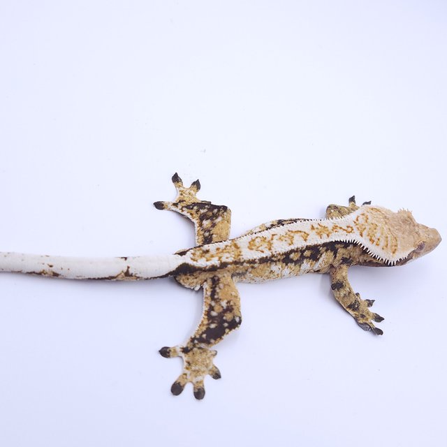 노멀 트라이 풀핀 화이트스팟 드리피 쿼드