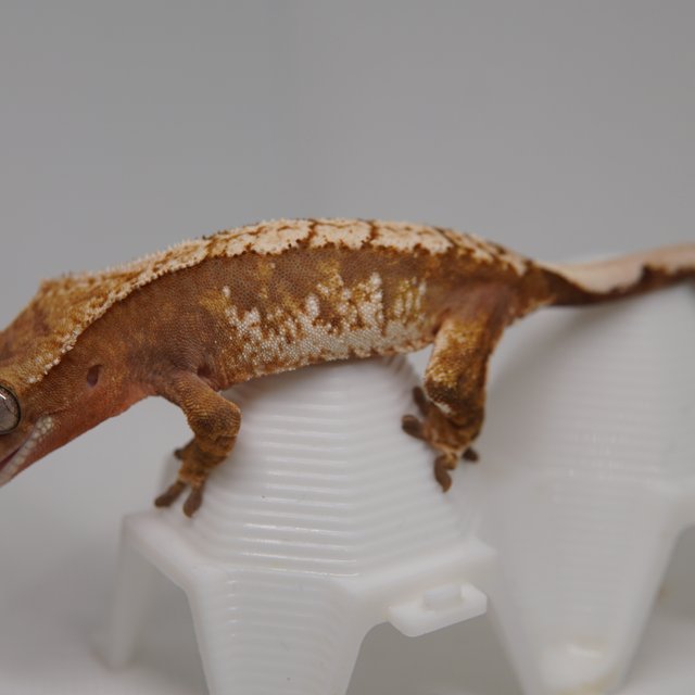 노멀 트라이 익스트림할리퀸