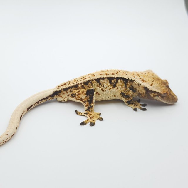 노멀 트라이 풀핀 화이트스팟