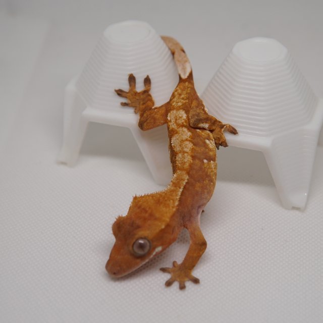 노멀 트라이 익스트림할리퀸 텐저린