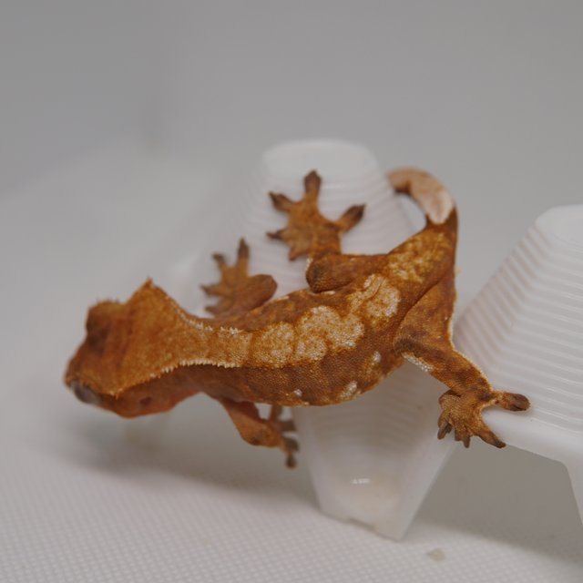 노멀 트라이 익스트림할리퀸 텐저린