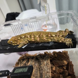 누아미 하이 컬러