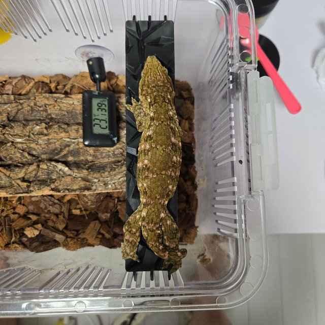 누아미 하이 컬러