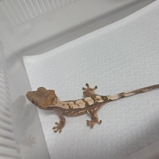 세이블