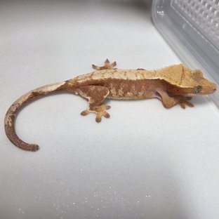 노멀 할리퀸 레드