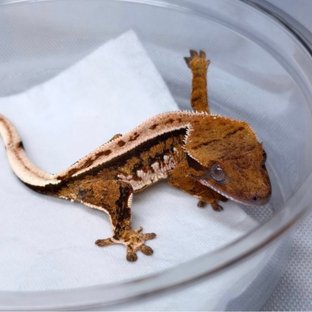 익스트림할리퀸 트라이