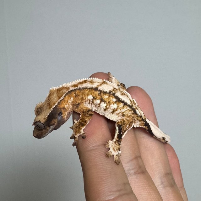 트라이 익스트림할리퀸