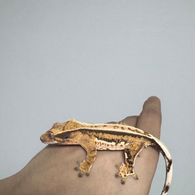 트라이 익스트림할리퀸