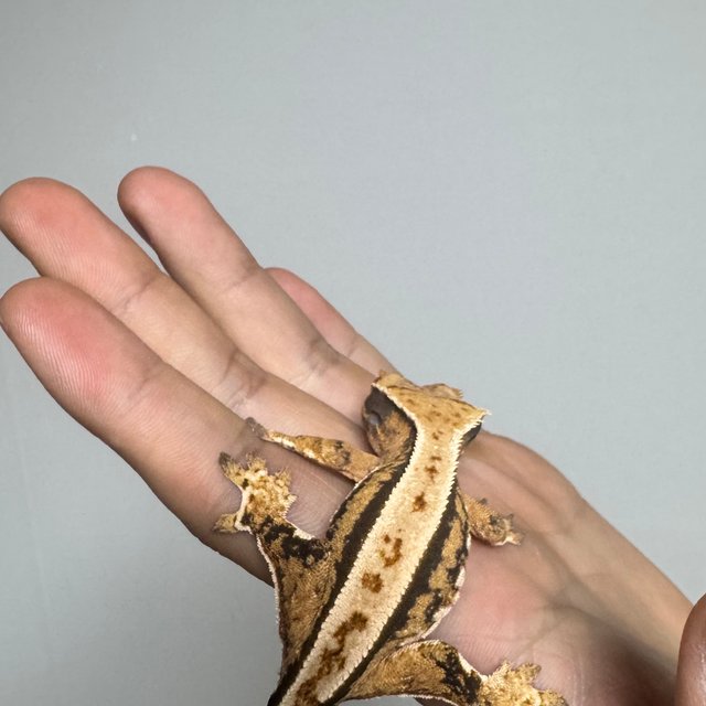 트라이 익스트림할리퀸