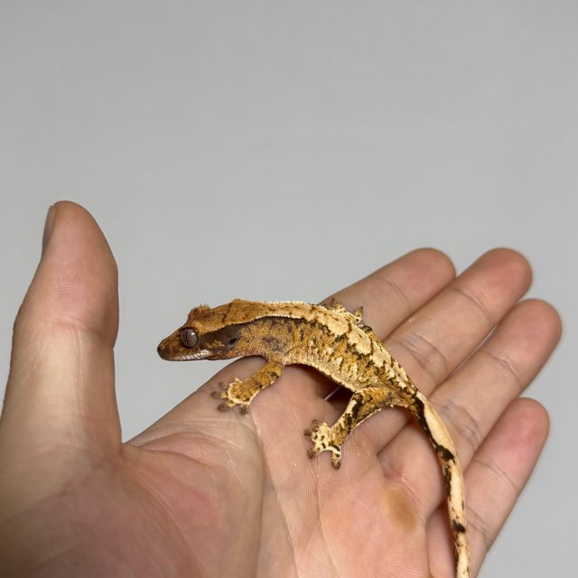 텐저린 트라이 익스트림할리퀸