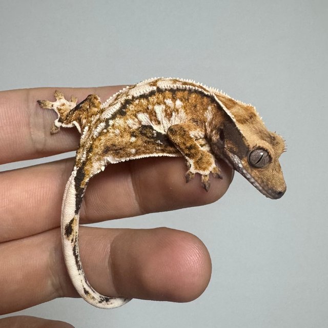 트라이 익스트림할리퀸