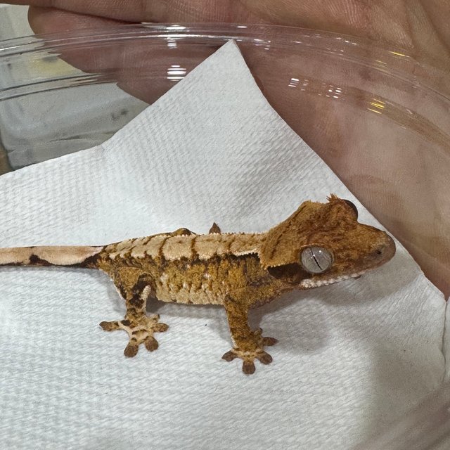 텐저린 트라이 익스트림할리퀸