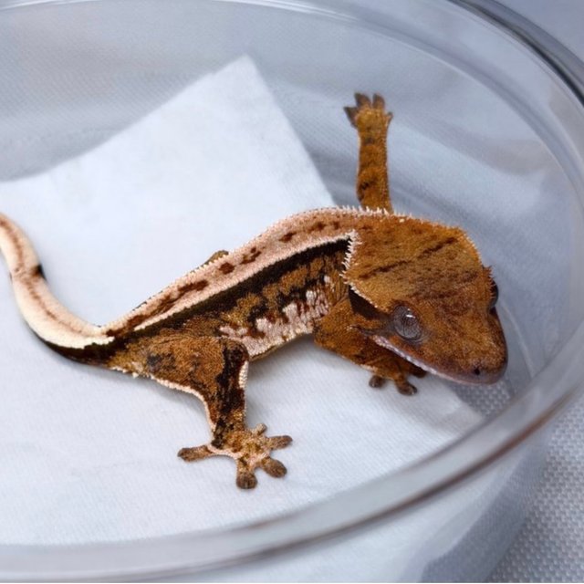 익스트림할리퀸 트라이