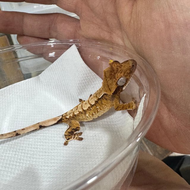 텐저린 트라이 익스트림할리퀸