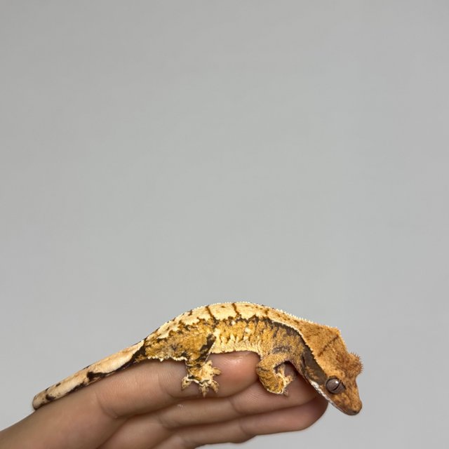 텐저린 트라이 익스트림할리퀸