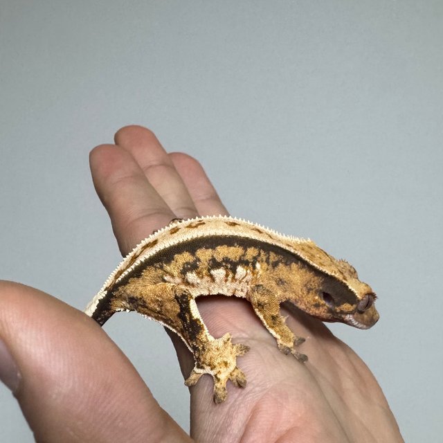 트라이 익스트림할리퀸