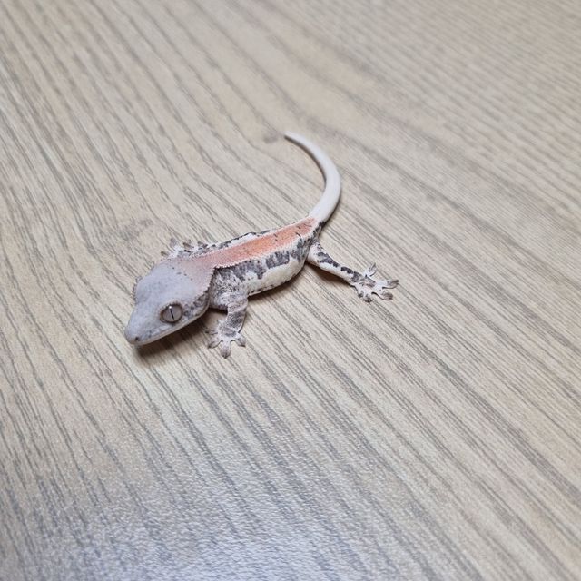 릴리화이트 트라이