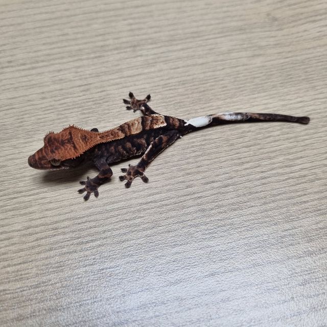 카푸치노