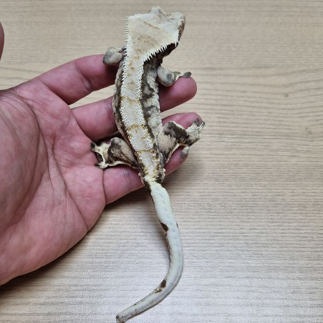트라이 익스트림할리퀸