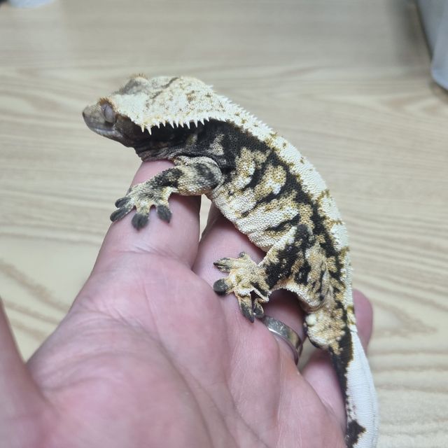 트라이