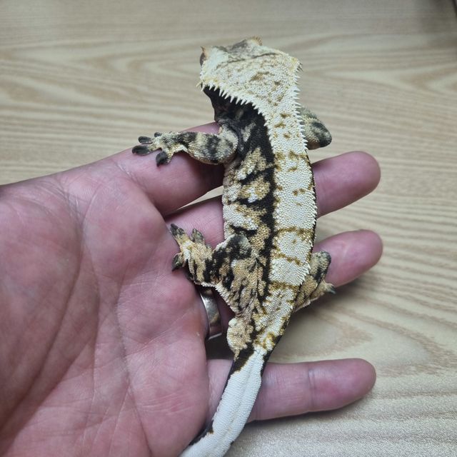 트라이