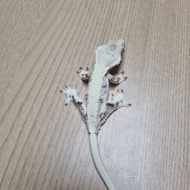 릴리화이트