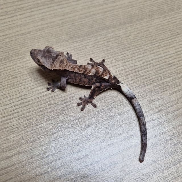 카푸치노