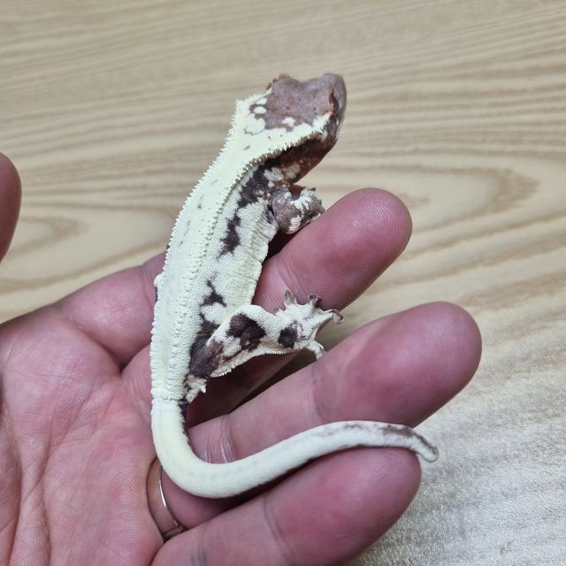 프라푸치노