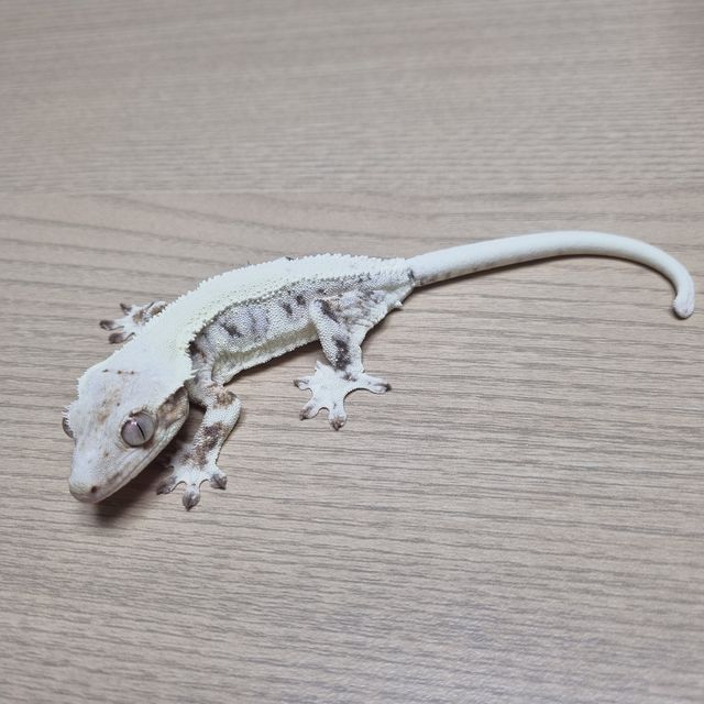 릴리화이트