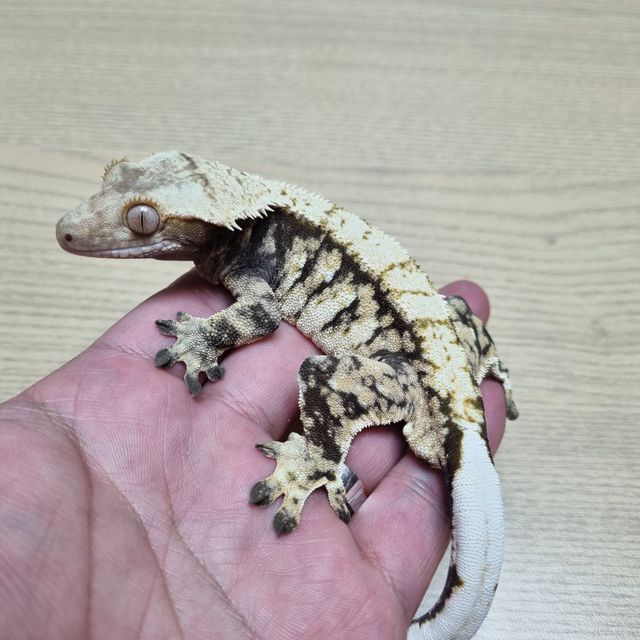 트라이 익스트림할리퀸