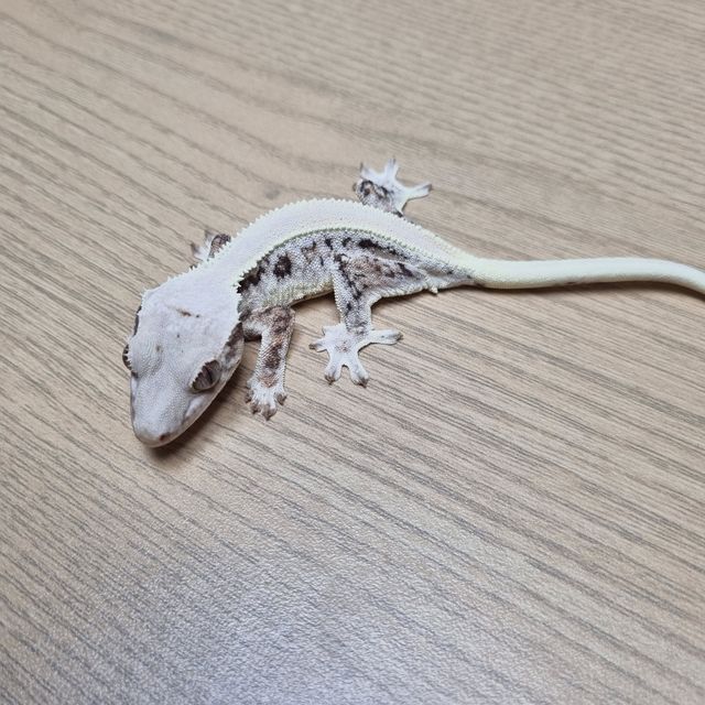 릴리화이트