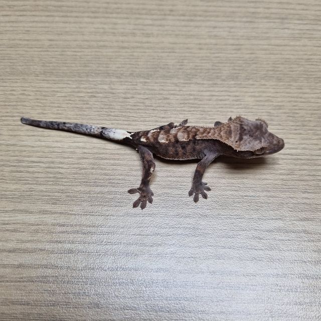 카푸치노