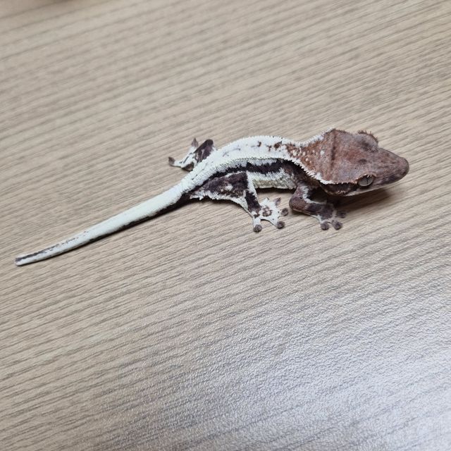 프라푸치노