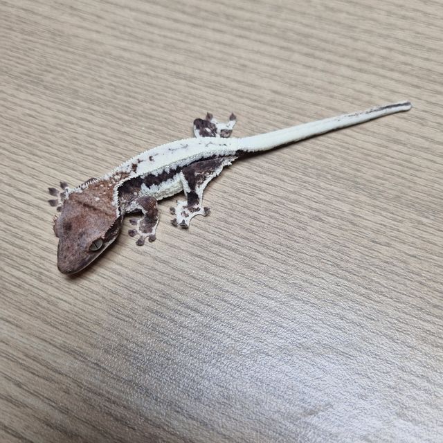 프라푸치노