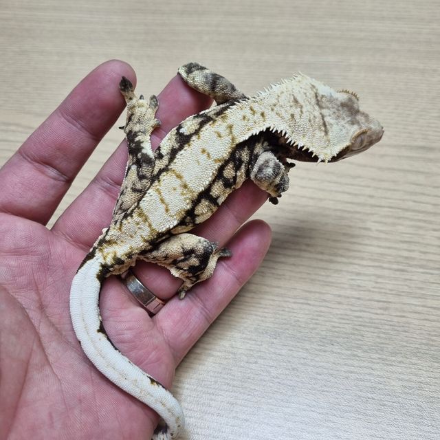 트라이 익스트림할리퀸