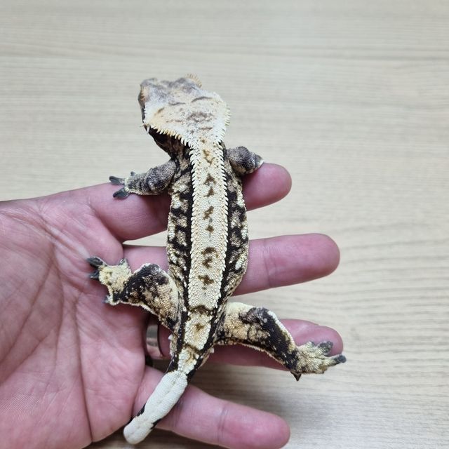 트라이 익스트림할리퀸
