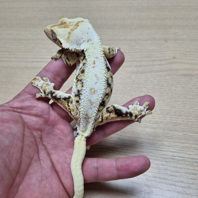 릴리화이트 트라이