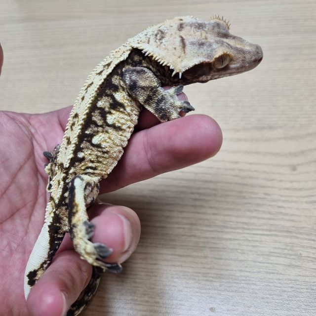 트라이 익스트림할리퀸