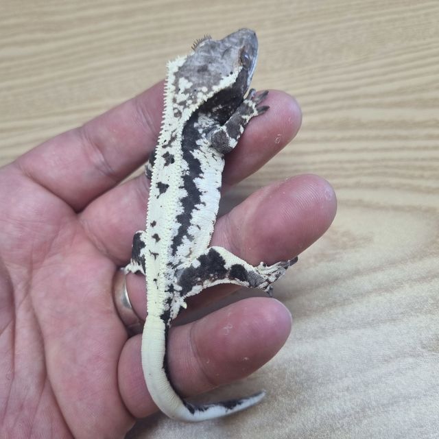 프라푸치노