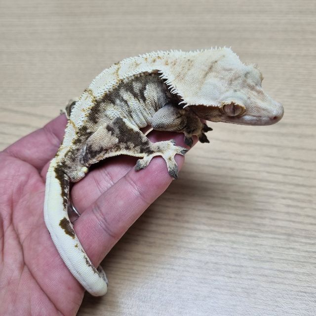 트라이 익스트림할리퀸