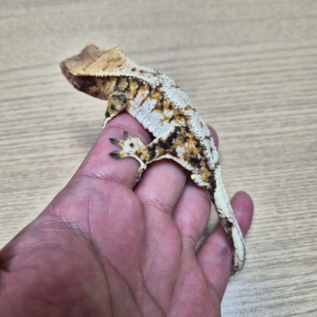 트라이